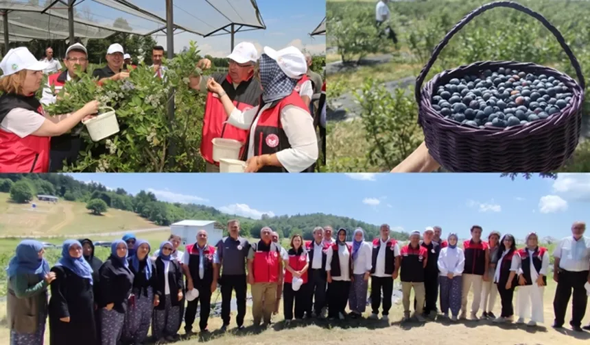 Bursa'da organik maviyemiş üretimi yaygınlaşıyor
